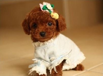 百变泰迪的时尚造型