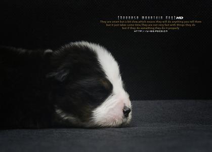 忧郁的伯恩山很有魅力