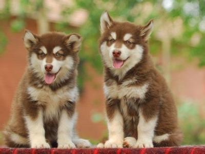 阿拉斯加雪橇犬喂养 入家门后有禁忌