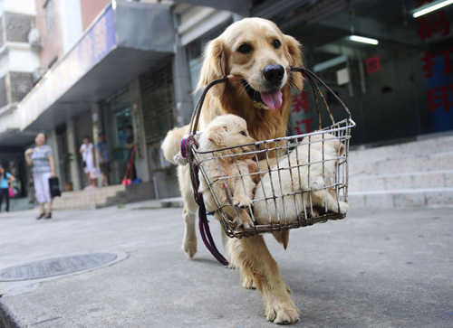 帅气金毛的照片