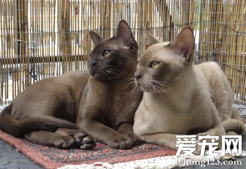 暹罗猫呕吐 它的常见疾病有哪些