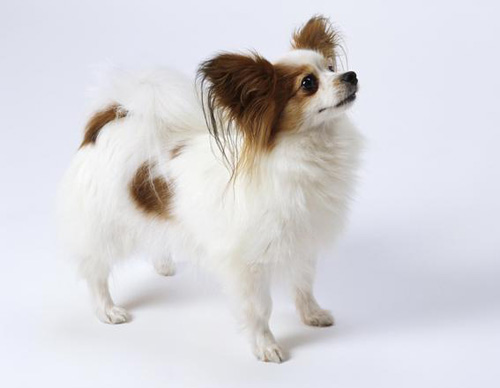 秀气蝴蝶犬的图片