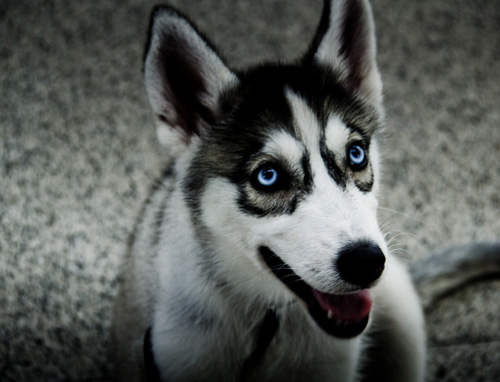 可爱哈士奇的图片