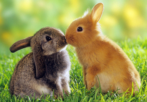 怎么训练兔子大小便 让环境更卫生