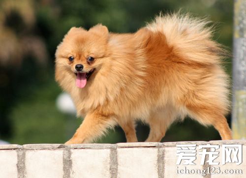 小可爱博美的图片