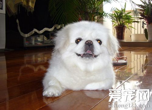 京巴狗感冒 观察症状及时治疗