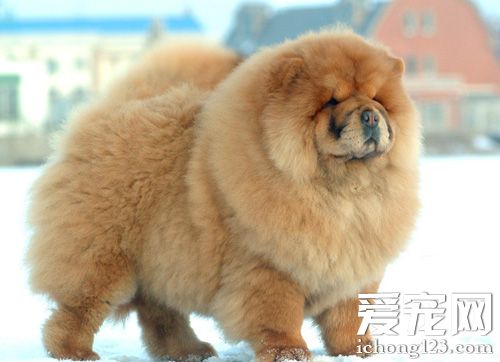 松狮犬介绍 选购与选育要点