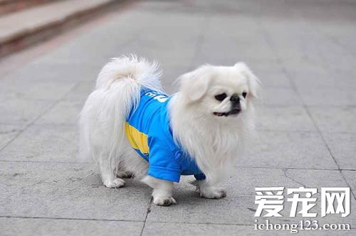 京巴犬的可爱图片