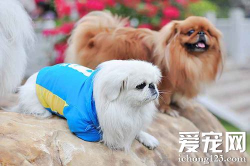 京巴的可爱图片