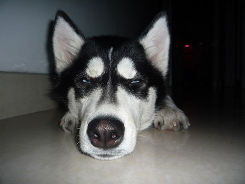 二哈的搞怪表情