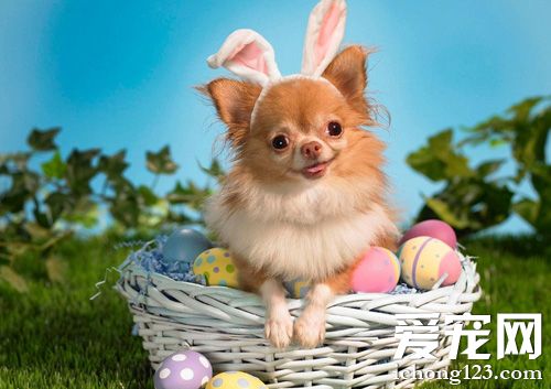 娇羞博美犬的图片 一只欢乐的狗狗