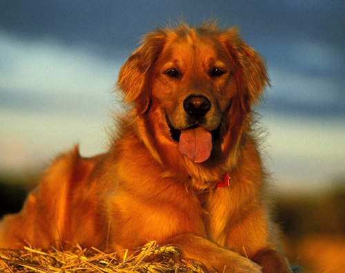 金毛犬图片赏析