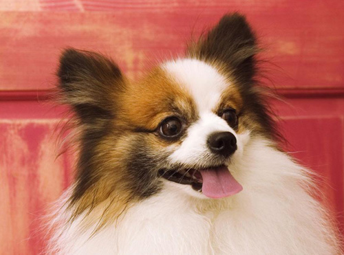 蝴蝶犬幼犬挑选 辨别狗狗的外观