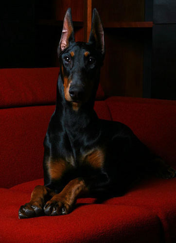 杜宾犬德系与美系的区别 如何去辨别两者