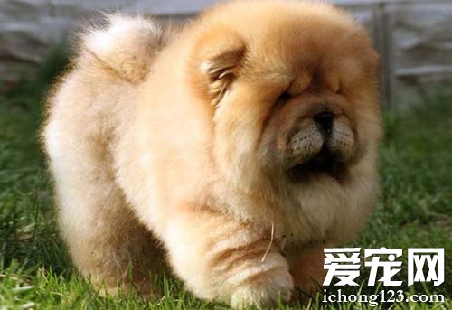 憨厚松狮的图片