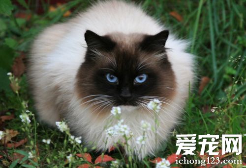 暹罗猫的可爱图片