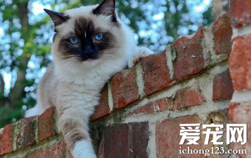 暹罗猫怎么养 幼猫的饲养方法