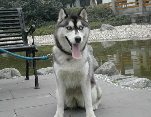 哪里买哈士奇 了解二哈的习性