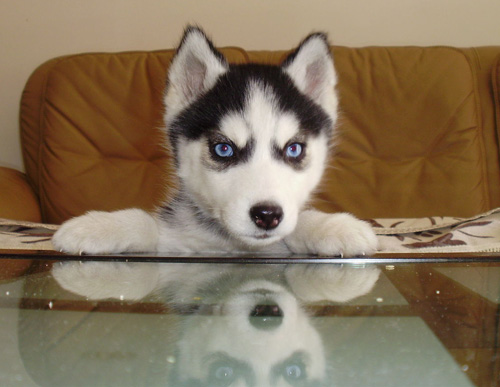 可爱哈士奇的图片