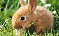 饲养兔子需要注意什么 健康饲养兔子