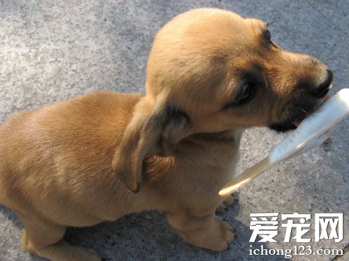 俏皮腊肠的图片