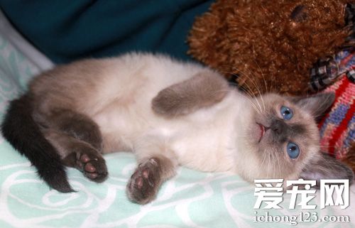 暹罗猫的可爱图片