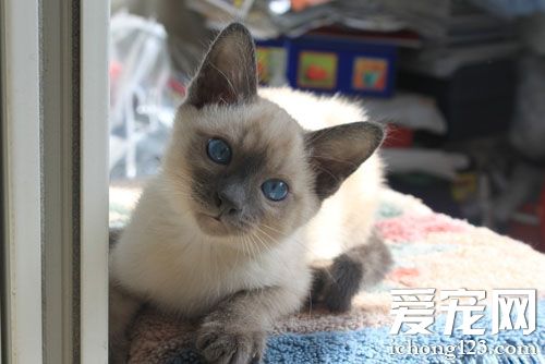 暹罗猫的可爱图片