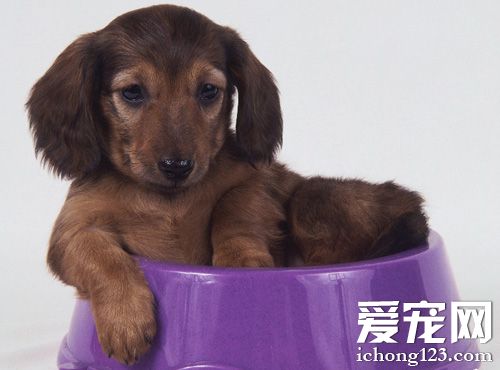 腊肠犬喜欢吃什么 不能吃的食物有哪些