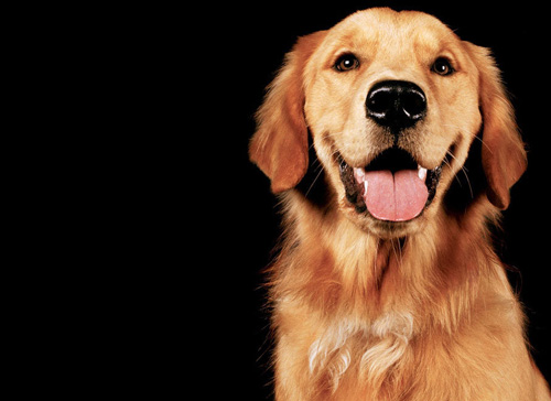 金毛犬图片赏析