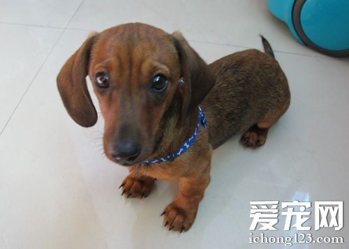 腊肠犬饲养要点 照顾起来很容易的狗狗