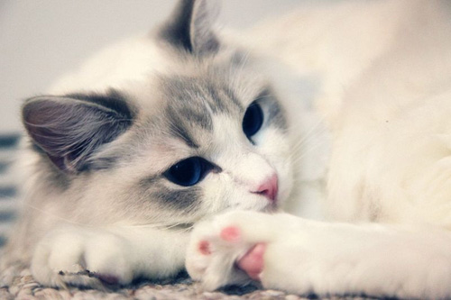 布偶猫哪里有卖 猫猫的十个优点是什么