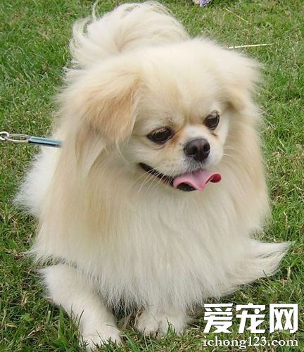 京巴犬的可爱图片