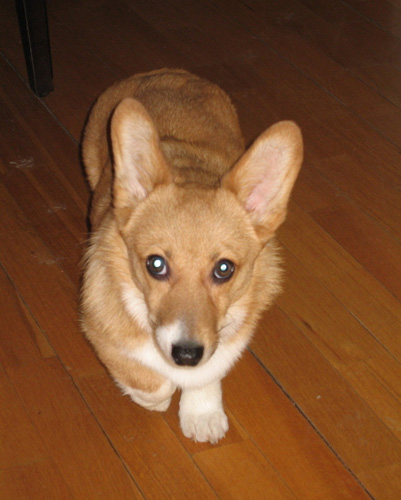 柯基犬的俏皮图片