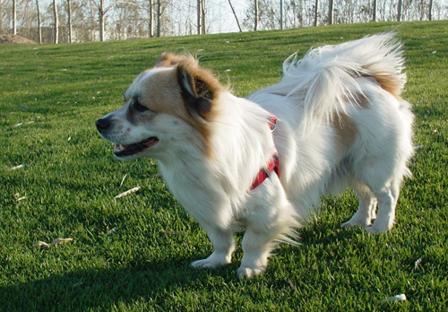 家养蝴蝶犬的各种表情