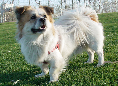 蝴蝶犬好吗 饲养需要注意哪些细节