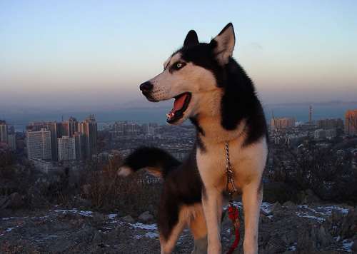 可爱哈士奇的图片