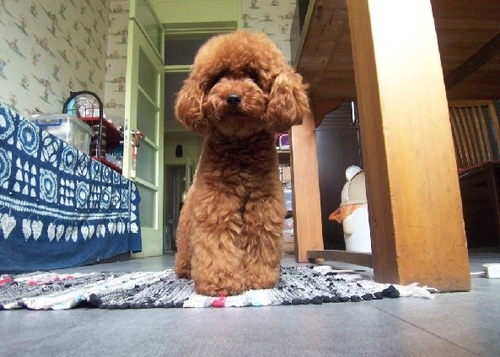 泰迪犬吃什么 绝对不能给狗狗吃的食物