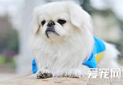 京巴犬的可爱图片