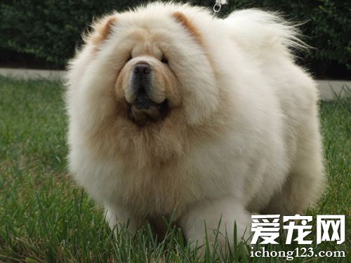 松狮犬怎么样 像是狮子一样的生物