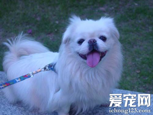 京巴的可爱图片