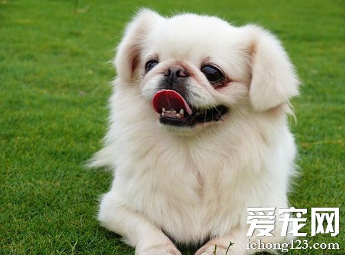 京巴犬的可爱图片