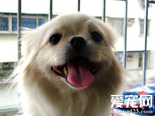 哈巴狗的生活照片