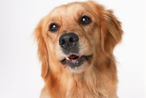 金毛犬怎么饲养 不同年龄的饲养法