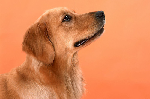 乖乖金毛的图片