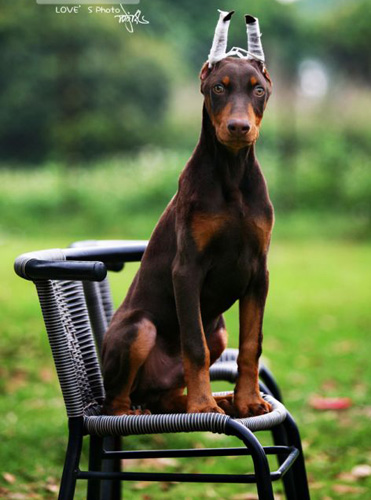 大耳朵杜宾犬的图片