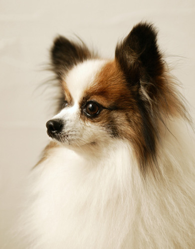 秀气蝴蝶犬的图片