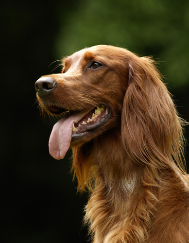 金毛犬最爱吃什么 食物哪些不能吃