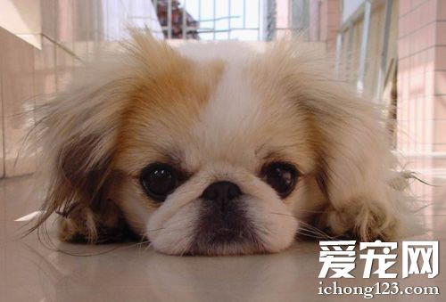 京巴的可爱图片