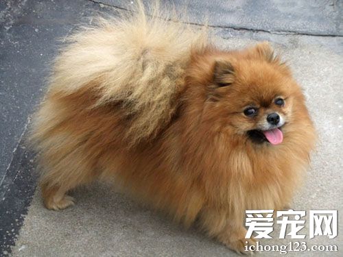 博美犬不能吃什么 主人需要细心呵护
