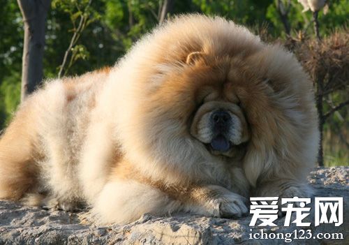 毛绒绒松狮的图片